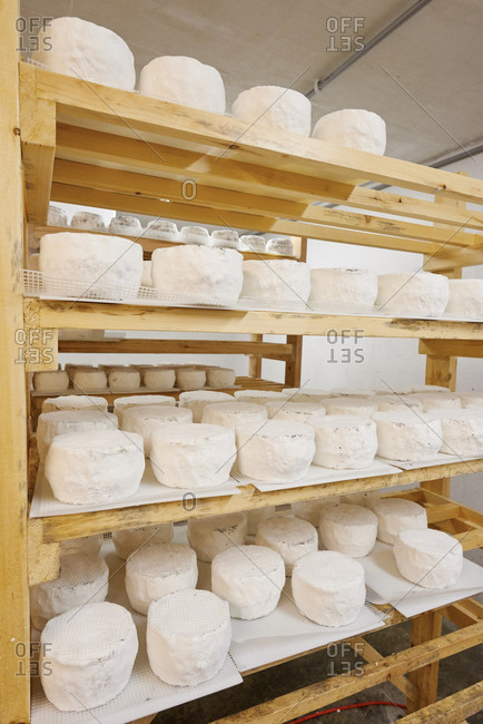 Goat cheese maturing on rack