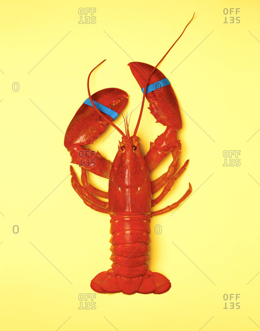 whole cooked lobster on a yellow background