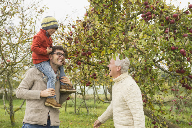 Father, son and grandfather picking apples from apple tree in an apple orchard, Bavaria, Germany