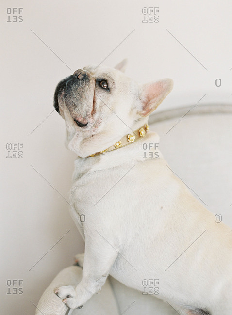 French bulldog sitting on chair wearing gold collar with flowers