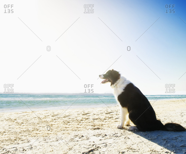 Dog panting and sitting on beach