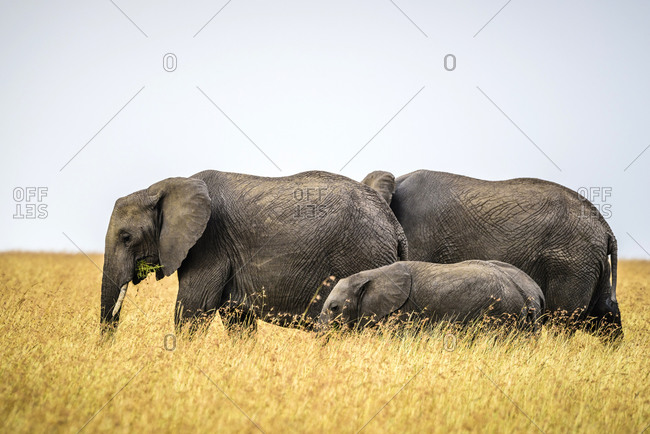 Elephants and calf walking in savanna