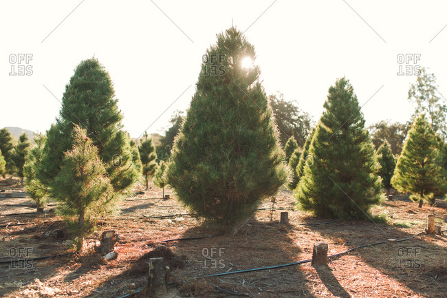 Pine tree farm