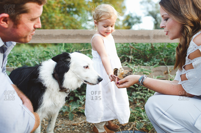 Woman holding baby chickens for little girl and dog to see
