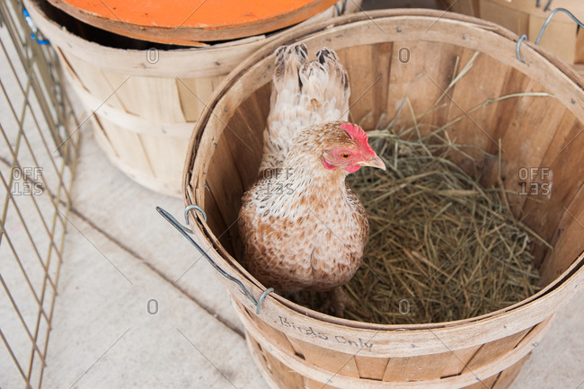 Hen standing in a wood basket lined with hay straw