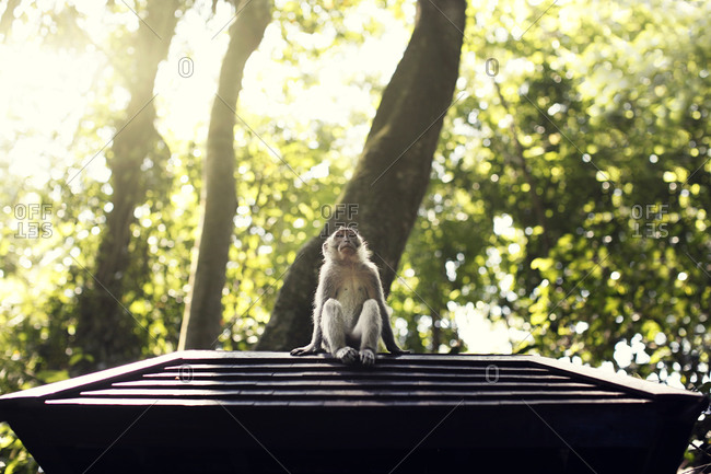 Indonesia, Bali, Ubud, Monkey forest temple, monkey sit in forest, Ubud Bali Indonesia