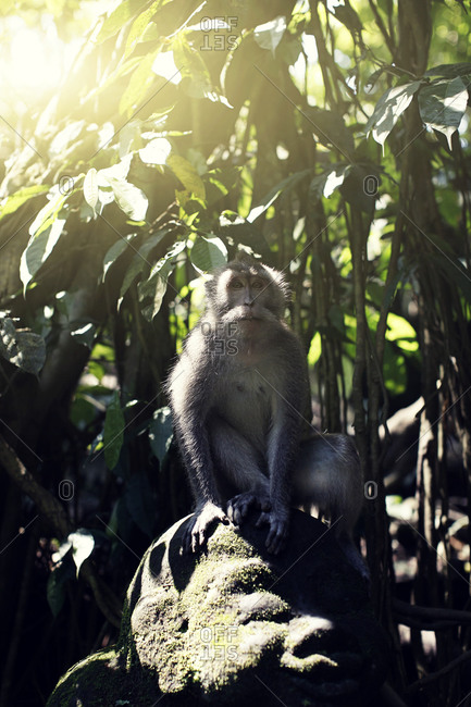 Indonesia, Bali, Ubud, Monkey forest temple, monkey sit in forest Ubud Bali Indonesia