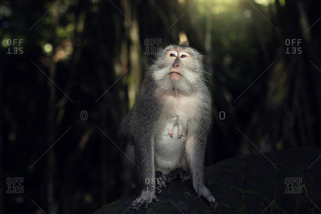 Indonesia, Bali, Ubud, Monkey forest temple, monkey sit in forest Ubud Bali Indonesia