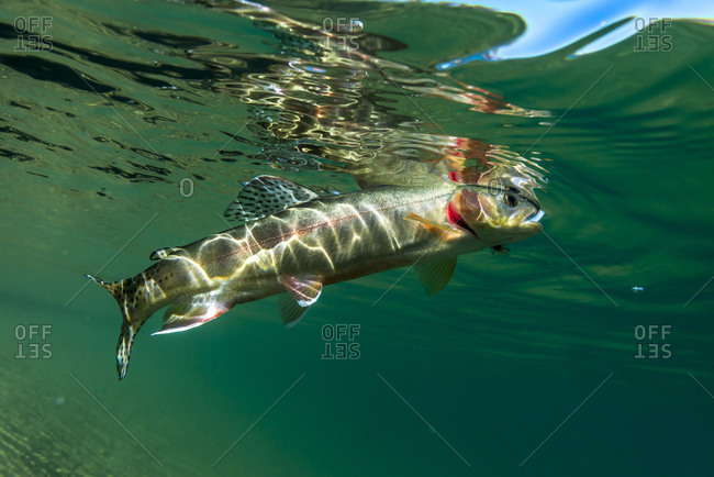 Golden trout underwater in a secret eastern sierra lake