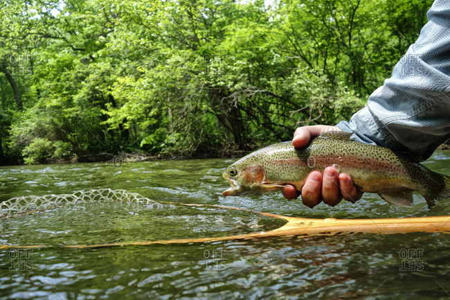 A rainbow trout caught on the Big Flat Brook River in New Jersey