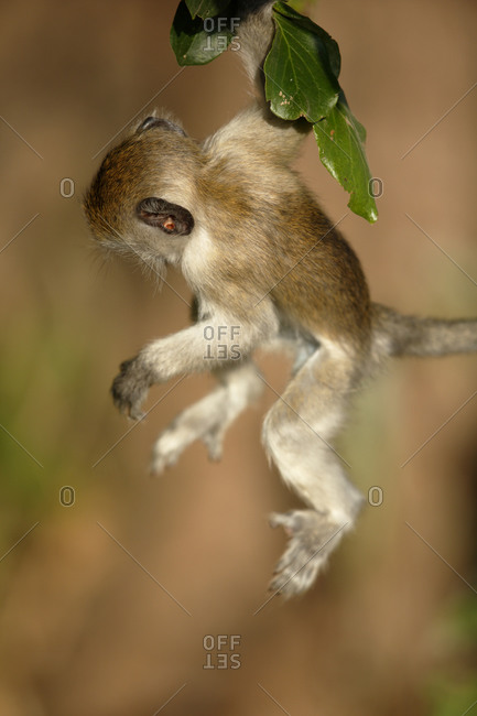 A vervet monkey swinging from a limb