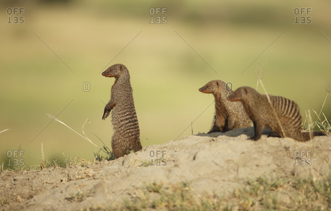 Three banded mongoose