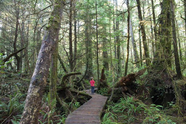 A young boy walks through the trees in an old growth forest in Pacific Rim National Park