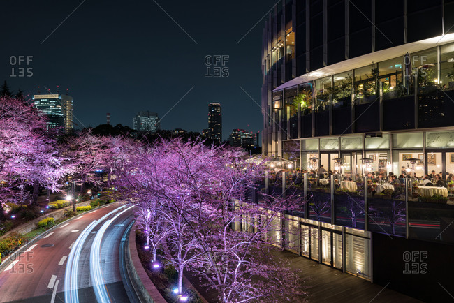 Cherry trees in bloom along a road at night in Roppongi, Tokyo, Japan