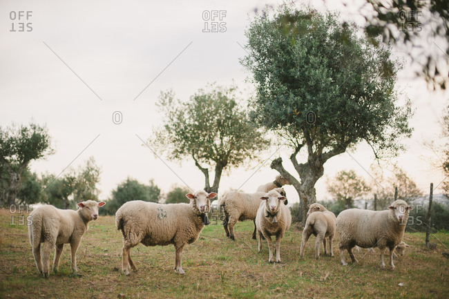 Flock of sheep in pasture at sunset