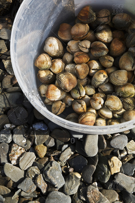 A metal bucket full of cockles collected on the beach