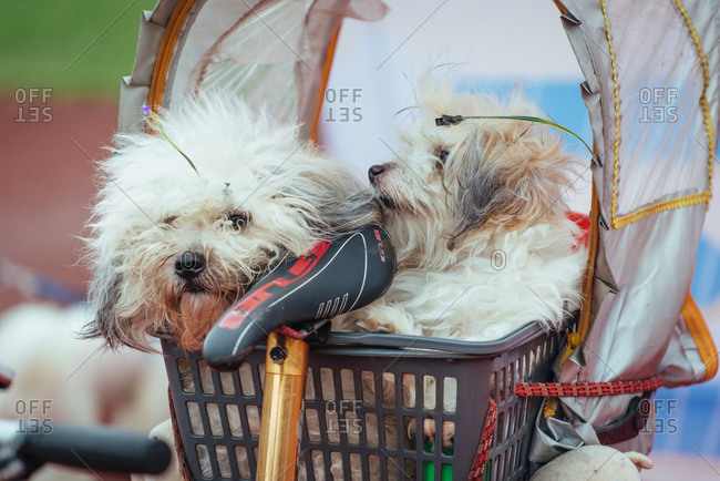 Two dogs in basket of bike