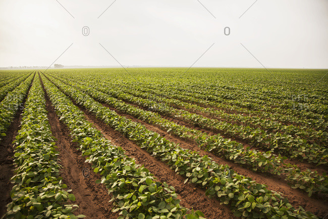 Soybeans with furrow irrigation; England, Arkansas, United States of America
