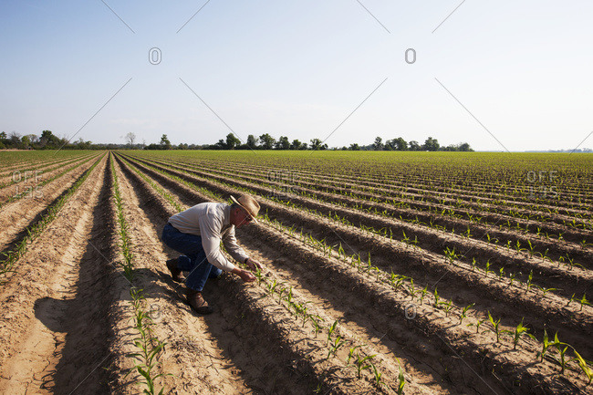 Crop consultant inspecting conventional till corn seedling at four to five leaf stage, soil is bedded to furrow irrigation; England, Arkansas, United States of America