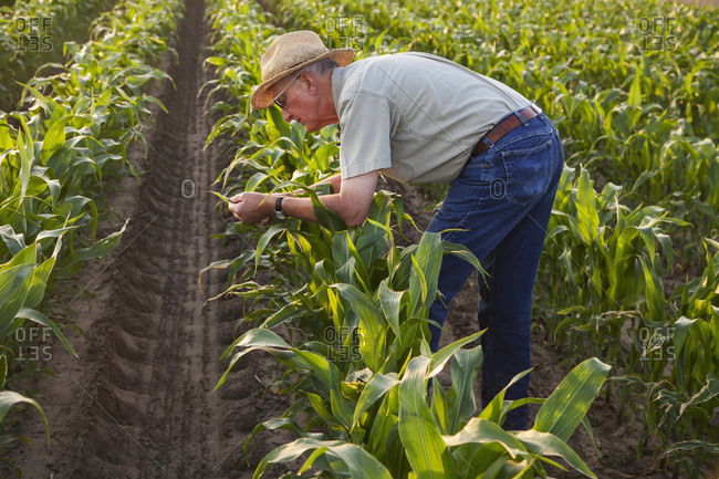 Farmer checks knee high, conventional till corn for signs of insect pest damage and leaf disease; England, Arkansas, United States of America
