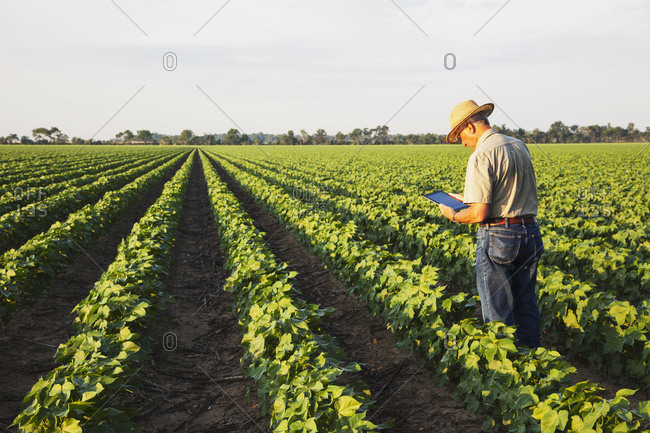 Crop consultant uses tablet to make notes of his observations while checking field of no till cotton in peak fruit development stage; England, Arkansas, United States of America