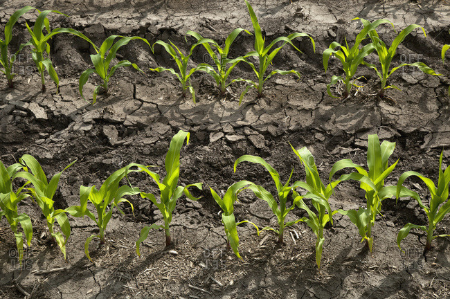 Oblique rows of young corn plants as seen in late spring on a family farm; Centerville, Ohio, United States of America