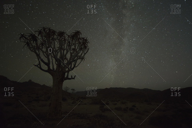 Kookerboom tree with Milky Way, Richtersveld National Park; South Africa