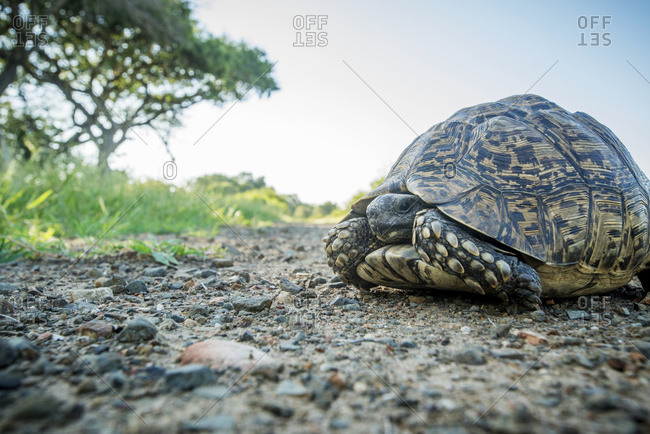 Tortoise (Testudinidae), Kruger National Park; South Africa