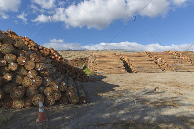 Eucalyptus (Eucalyptus regnans) logs near harbor and ready for shipping to Japan from Kawaihae Harbor in Kohala; Kawaihae, Island of Hawaii, Hawaii, United States of America