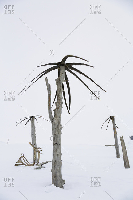 Makeshift palm trees made from dead tree Trunks and whale baleen decorate snowbanks outside a Barrow home, Barrow, North Slope, Arctic Alaska, USA, Winter