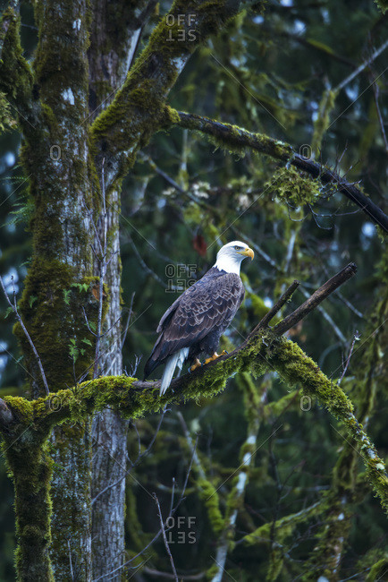 Bald Eagle perched in a tree, Skagit River Valley, Washington state, USA