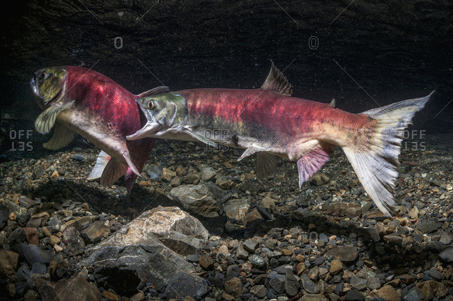 A female Sockeye Salmon (Oncorhynchus nerka) attacks another female, underwater view in an Alaskan stream during the summer.