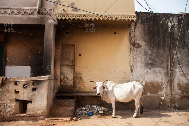 White cow outside a building in India
