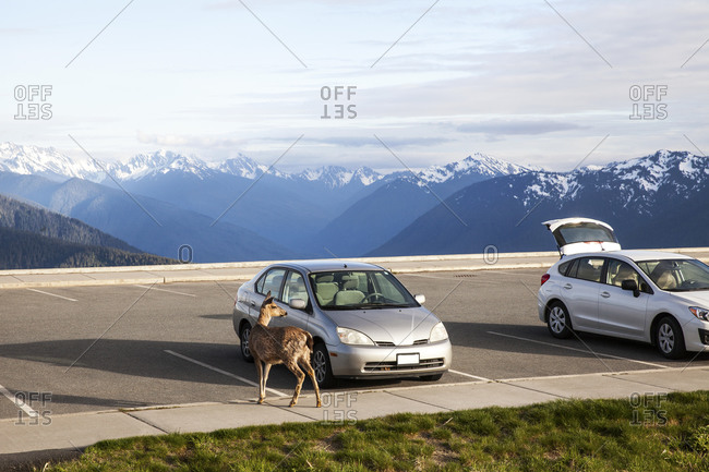 Deer standing near a car parked at a mountain overlook