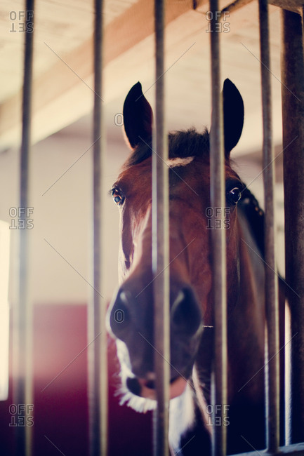 Close-up of horse behind metal bars
