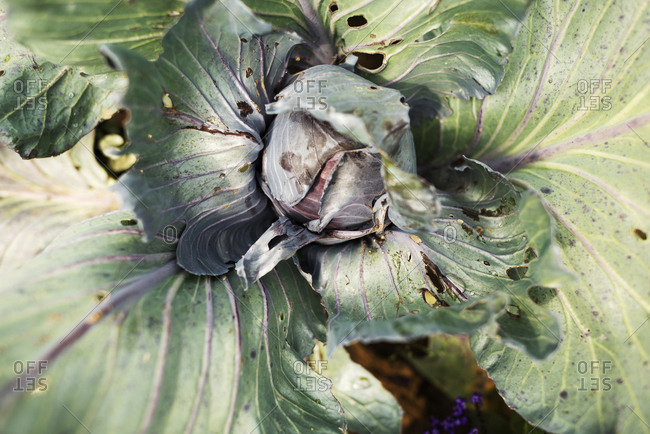 Close-up of diseased cabbage