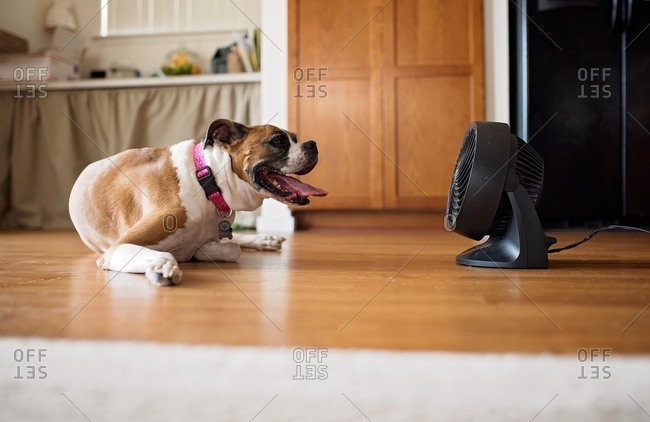 Panting dog sitting in front of fan