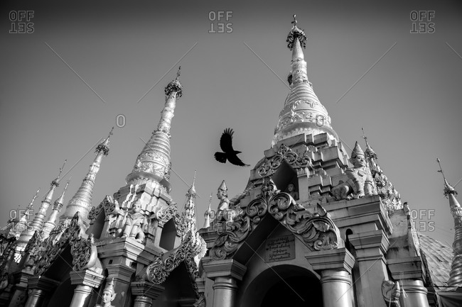 Bird flying over the Shwedagon Pagoda in Yangon, Myanmar