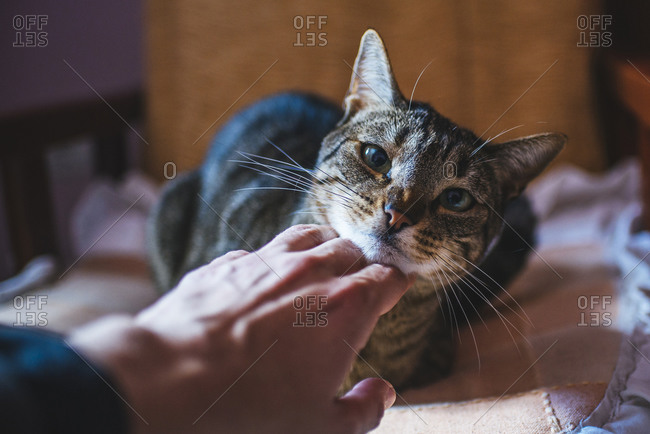 Man\'s hand stroking tabby cat