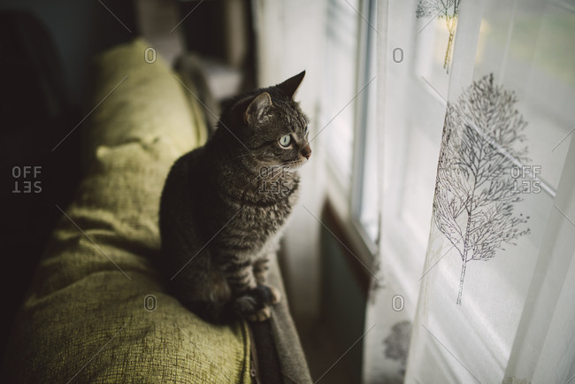 Tabby cat sitting on backrest of the couch looking through window