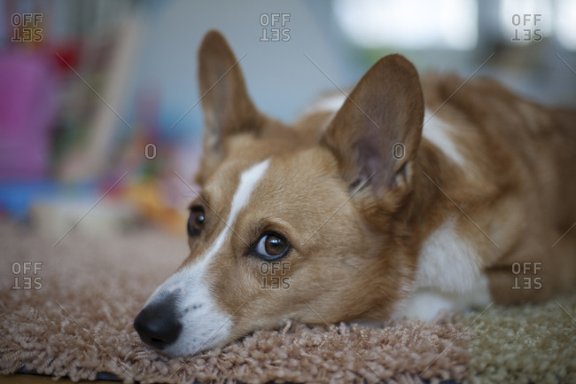 Portrait of a Corgi dog resting on rug