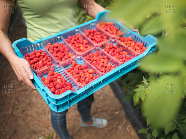 Worker holding tray of freshly picked raspberries in punnets on fruit farm