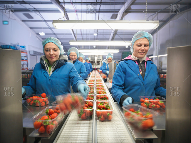 Female workers packing fresh strawberries into trays on fruit farm