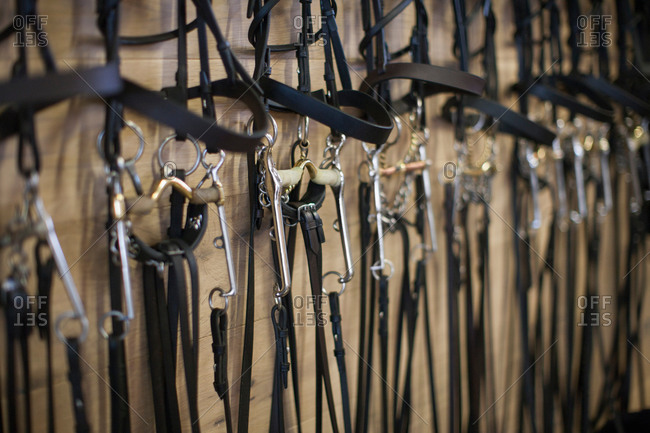 Row of bridles hanging up in stables