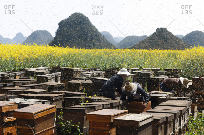 Swarms of bees and three beekeepers working next to fields with yellow blooming oil seed rape plants, Luoping, Yunnan, China
