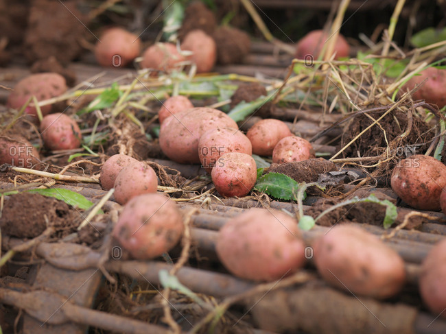 Organic potatoes in harvesting machine, close up