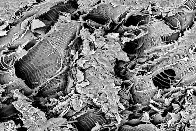 Micro structure from a piece of Lacewood, imaged in a scanning electron microscope