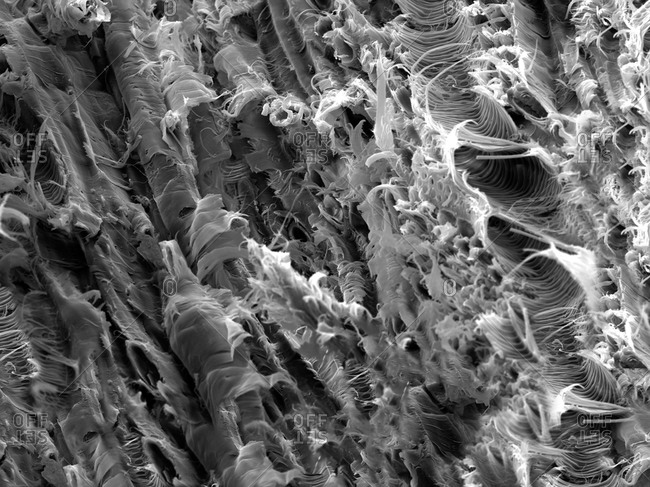 Micro structure from a fracture of Lacewood, imaged in a scanning electron microscope