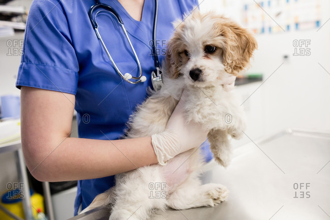 Mid-section of vet holding dog in clinic