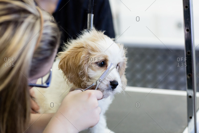 Girl trimming dogs hair with scissors in clinic